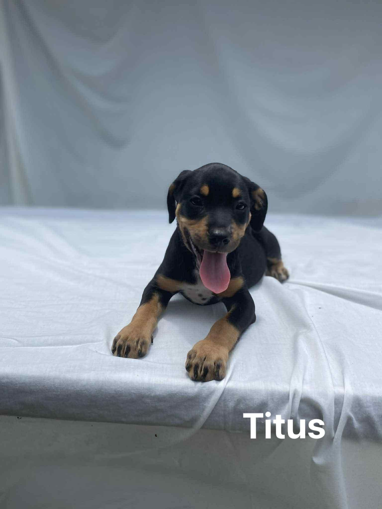 Titus Titus